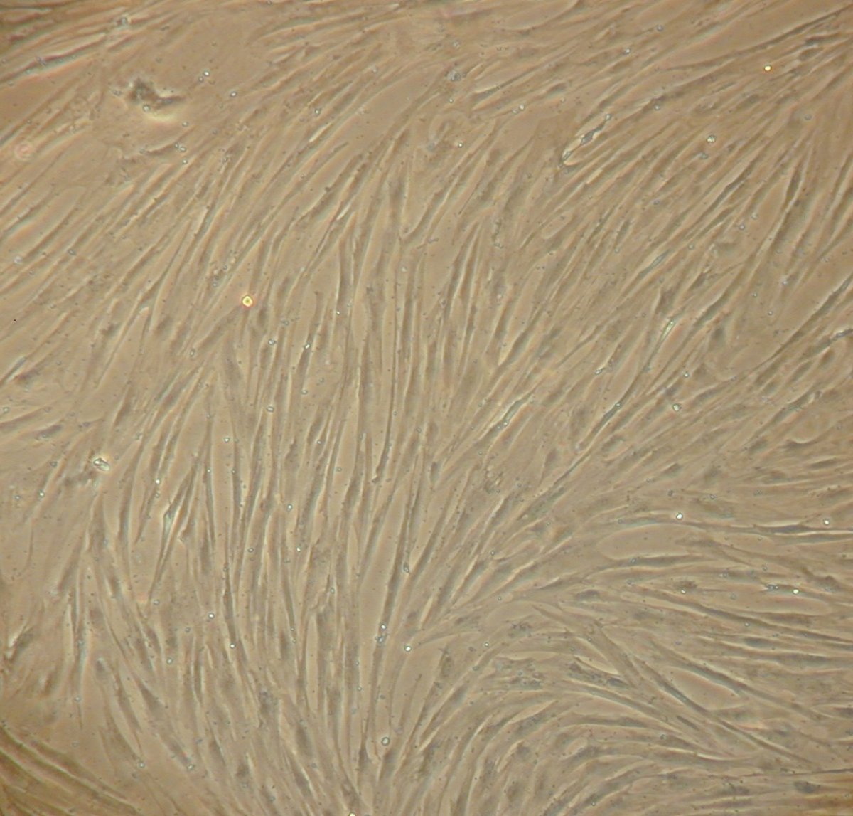 Mezenchymalne komórki macierzyste świni w hodowli in vitro Mezenchymalne komórki macierzyste świni w hodowli in vitro