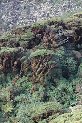 Wysokogórskie lasy deszczowe Yungas na północno-wschodnich skłonach Andów boliwijskich (Park Narodowy Carrasco) Wysokogórskie lasy deszczowe Yungas na północno-wschodnich skłonach Andów boliwijskich (Park Narodowy Carrasco)