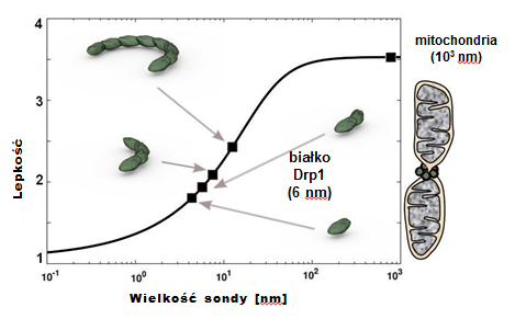 rysunek 1