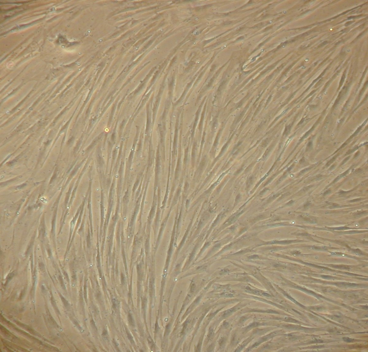 Mezenchymalne komórki macierzyste świni w hodowli in vitro