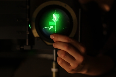Holograficzny obraz róży
