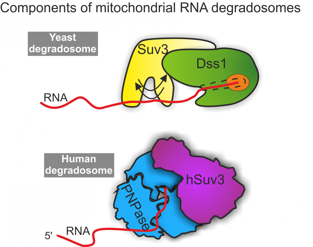 Rys. 1. Składniki drożdżowego i ludzkiego degradosomu mitochondrialnego. W obu organizmach helikaza Suv3 współpracuje z rybonukleazą.