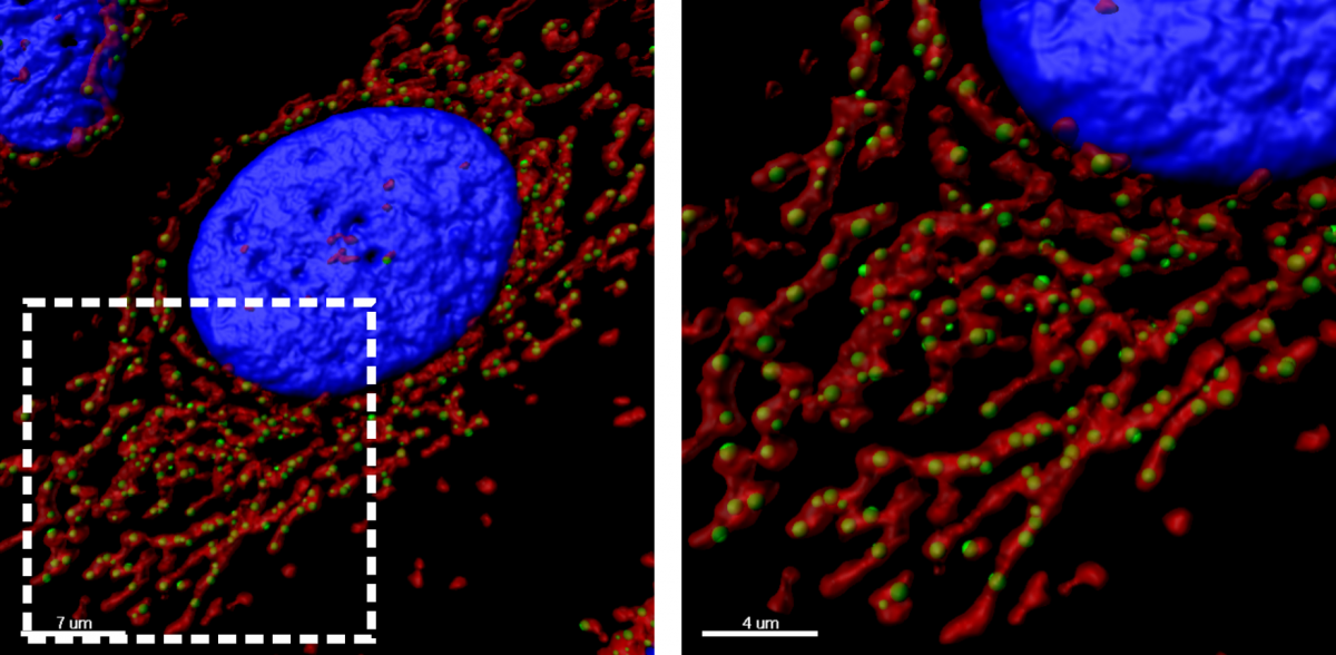 ys. 2. Detekcja mitochondrialnego RNA z użyciem mikroskopii fluorescencyjnej. Sygnał fluorescencyjny poddano rekonstrukcji 3D. Mitochondria zaznaczono na czerwono. RNA mitochondrialny zaznaczono na zielono. Jądro komórkowe zaznaczono na niebiesko. Obszar zaznaczony białym kwadratem przedstawiono w powiększeniu na prawym panelu.