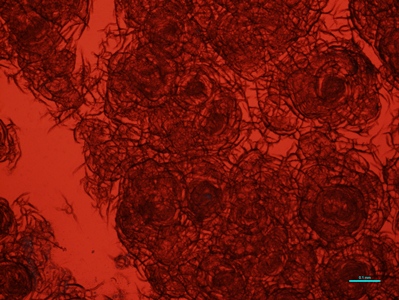 Zdjęcie mikroskopowe powierzchni szkła w świetle przechodzącym. Powierzchnia czerwonego szkła pokryta jest drobnymi uszkodzeniami, ułożonymi koliście