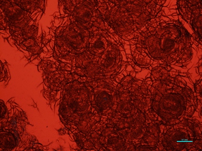 Zdjęcie mikroskopowe powierzchni szkła w świetle przechodzącym Zdjęcie mikroskopowe powierzchni szkła w świetle przechodzącym. Powierzchnia czerwonego szkła pokryta jest drobnymi uszkodzeniami, ułożonymi koliście