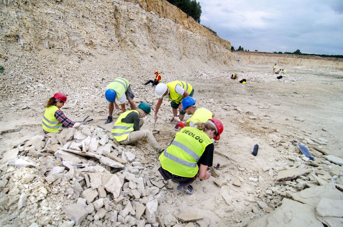Paleontologiczne prace poszukiwawcze w kamieniołomie Owadów-Brzezinki. Fot. MAGA Aga Błażejowska.