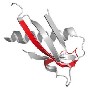 Przewidywana struktura chemeryny z zaznaczonym na czerwono fragmentem (V66-P85) o aktywności antybakteryjnej.