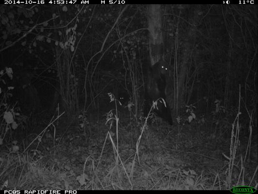 Czarnobiałe zdjęcie wykonane nocą. Samica niedźwiedzia ociera się o drzewo. Niedaleko widać świecące w ciemności oczy młodego niedźwiadka
