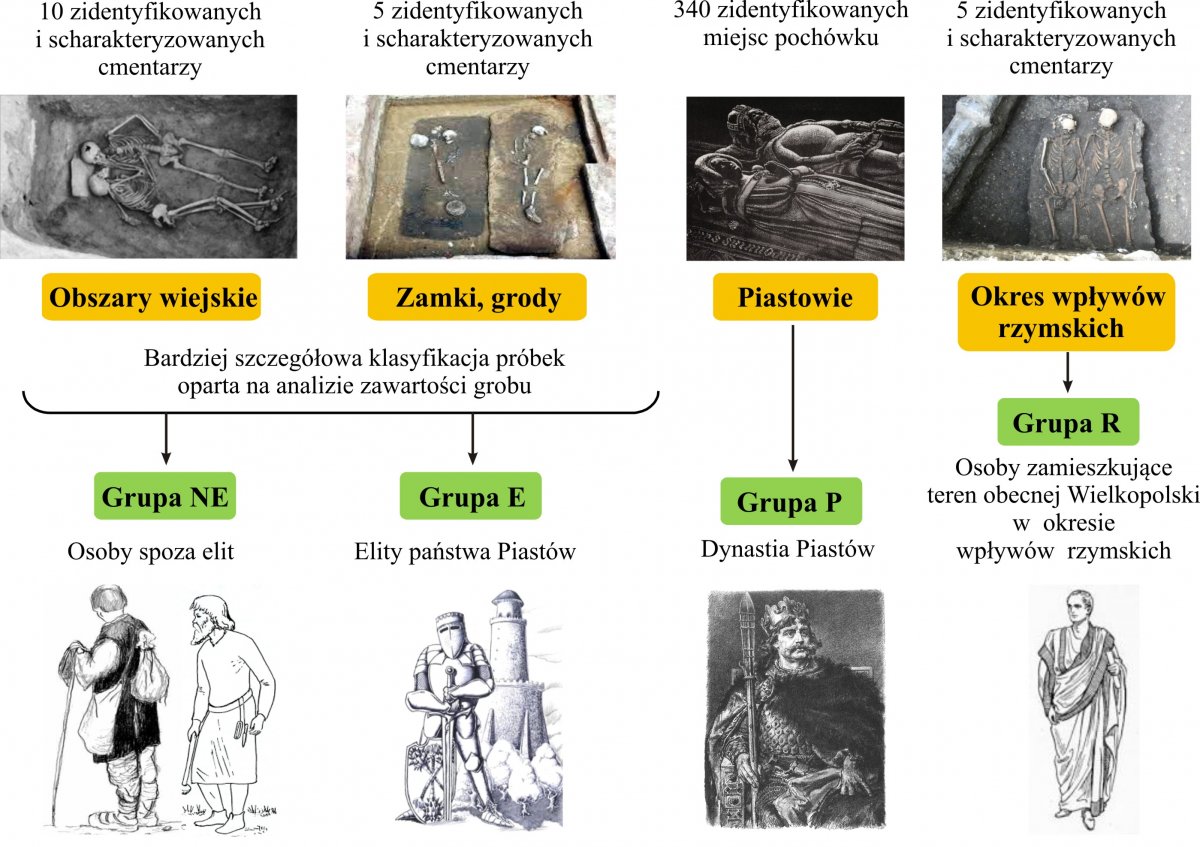 Pozyskanie kopalnego materiału biologicznego z wybranych cmentarzy oraz z miejsc pochówku Piastów. Zebrane próbki zostaną podzielone na cztery grupy: (i) grupa NE – obejmująca przedstawicieli państwa Piastów niebędących członkami elity społecznej, (ii) grupa E – obejmująca członków elity społecznej państwa Piastów, (iii) grupa P – obejmująca członków dynastii Piastów; oraz (iv) grupa R obejmująca przedstawicieli społeczności zamieszkującej dorzecza Wisły i Odry w okresie wpływów rzymskich. Podział próbek materiału biologicznego z wybranych cmentarzy. Próbki zebrane na dziesięciu zidentyfikowanych i scharakteryzowanych cmentarzach na obszarach wiejskich tworzą Grupę NE - osoby spoza elit. Próbki zebrane na pięciu zidentyfikowanych i scharakteryzowanych cmentarzach w zamkach i grodach tworzą Grupę E - elity państwa Piastów. Próbki zebrane w trzystu czterdziestu zidentyfikowanych miejscach pochówku osób z dynastii Piastów tworzą Grupę P - dynastię Piastów. Próbki pochodzące z pięciu zidentyfikowanych i scharakteryzowanych cmentarzy z okresu wpływów rzymskich tworzą Grupę R - osoby zamieszkujące teren obecnej Wielkopolski w okresie wpływów rzymskich.
