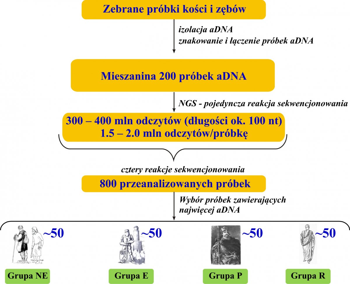Zastosowanie sekwencjonowania nowej generacji (NGS; ang. Next Generation Sequencing) w badaniach przesiewowych próbek aDNA. Zanieczyszczenie obcym materiałem genetycznym oraz degradacja to dwa główne problemy napotykane podczas analizy aDNA. Dla ich zminimalizowania wszystkie uzyskane próbki DNA poddane zostaną wstępnej analizie, w wyniku której zidentyfikowane będą te o najwyższej zawartości endogennego, ludzkiego aDNA. W tym celu poszczególne próbki DNA wyizolowanego z kości lub zębów zostaną oznaczone unikatowymi znacznikami (DNA-barcode). Stosowany przez nas system NGS Illumina GAIIx pozwala wymieszać i równocześnie analizować około 200 próbek w jednej reakcji sekwencjonowania. Z uwagi na obecność znaczników, każda odczytana sekwencja będzie mogła być jednoznacznie przyporządkowana danej próbce. W ten sposób w zaledwie czterech reakcjach sekwencjonowania będziemy mogli przebadać około 800 próbek. Do dalszych badań wybranych zostanie około 200 próbek (50 z każdej grupy). Wykres ilustrujący przebieg badań. Zastosowanie sekwencjonowania nowej generacji (NGS; ang. Next Generation Sequencing) w badaniach przesiewowych próbek aDNA. Zanieczyszczenie obcym materiałem genetycznym oraz degradacja to dwa główne problemy napotykane podczas analizy aDNA. Dla ich zminimalizowania wszystkie uzyskane próbki DNA poddane zostaną wstępnej analizie, w wyniku której zidentyfikowane będą te o najwyższej zawartości endogennego, ludzkiego aDNA. W tym celu poszczególne próbki DNA wyizolowanego z kości lub zębów zostaną oznaczone unikatowymi znacznikami (DNA-barcode). Stosowany przez nas system NGS Illumina GAIIx pozwala wymieszać i równocześnie analizować około 200 próbek w jednej reakcji sekwencjonowania. Z uwagi na obecność znaczników, każda odczytana sekwencja będzie mogła być jednoznacznie przyporządkowana danej próbce. W ten sposób w zaledwie czterech reakcjach sekwencjonowania będziemy mogli przebadać około 800 próbek. Do dalszych badań wybranych zostanie około 200 próbek (50 z każdej grupy).