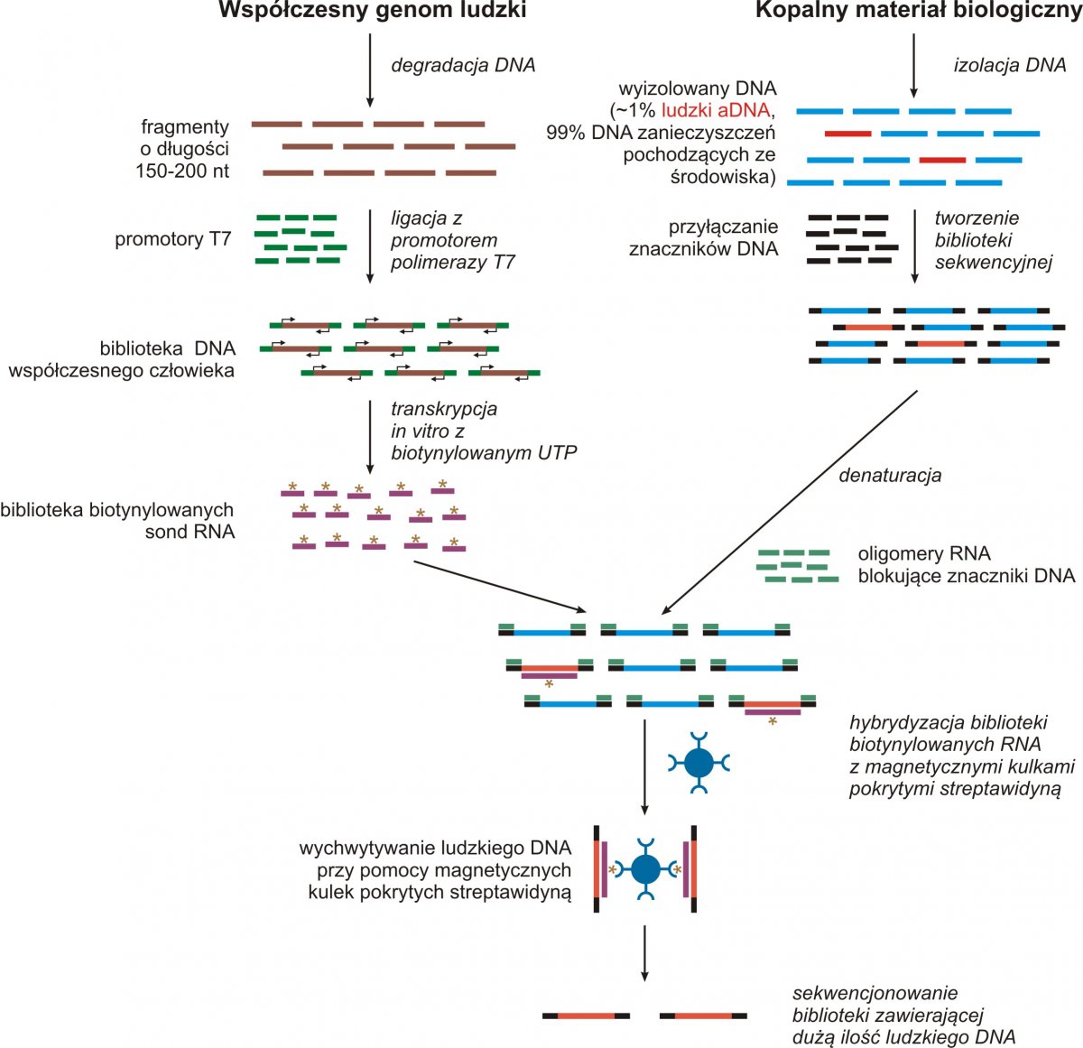 Selektywne wyodrębnienie całego genomu (ang. whole genome capture; Carpenter i inni, 2013). Próbki DNA wyizolowane z kopalnego materiału biologicznego (zębów lub kości) zwykle zawierają bardzo niewielką ilość endogennego, ludzkiego aDNA. Pozostały DNA pochodzi głównie z zanieczyszczających badany materiał mikroorganizmów. W rezultacie, sekwencjonowanie próbek DNA bezpośrednio po ich wyizolowaniu jest nieefektywne, gdyż poddawane sekwencjonowaniu biblioteki DNA zawierają najczęściej mniej niż 1% endogennego, ludzkiego aDNA. Problem ten można w dużym stopniu przezwyciężyć poprzez zastosowanie nowo opracowanej procedury zwanej selektywnym wyodrębnianiem całego genomu. Najnowsze badania wykazały, że przy użyciu tej metody można zwiększyć zawartość endogennego, ludzkiego aDNA w sekwencjonowanej bibliotece z 1 aż do 50%. Selektywne wyodrębnienie całego genomu (ang. whole genome capture; Carpenter i inni, 2013). Próbki DNA wyizolowane z kopalnego materiału biologicznego (zębów lub kości) zwykle zawierają bardzo niewielką ilość endogennego, ludzkiego aDNA. Pozostały DNA pochodzi głównie z zanieczyszczających badany materiał mikroorganizmów. W rezultacie, sekwencjonowanie próbek DNA bezpośrednio po ich wyizolowaniu jest nieefektywne, gdyż poddawane sekwencjonowaniu biblioteki DNA zawierają najczęściej mniej niż 1% endogennego, ludzkiego aDNA. Problem ten można w dużym stopniu przezwyciężyć poprzez zastosowanie nowo opracowanej procedury zwanej selektywnym wyodrębnianiem całego genomu. Najnowsze badania wykazały, że przy użyciu tej metody można zwiększyć zawartość endogennego, ludzkiego aDNA w sekwencjonowanej bibliotece z 1 aż do 50%.
