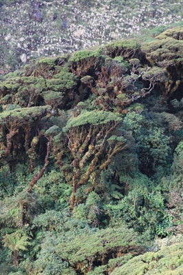 Wysokogórskie lasy deszczowe Yungas na północno-wschodnich skłonach Andów boliwijskich (Park Narodowy Carrasco)