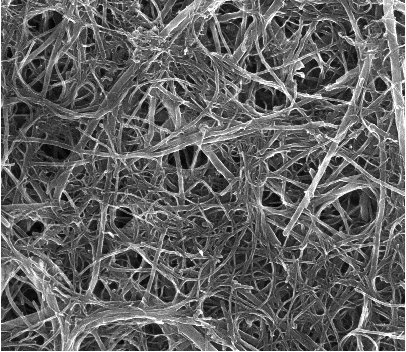 Nanorurki węglowe, zdjęcie SEM