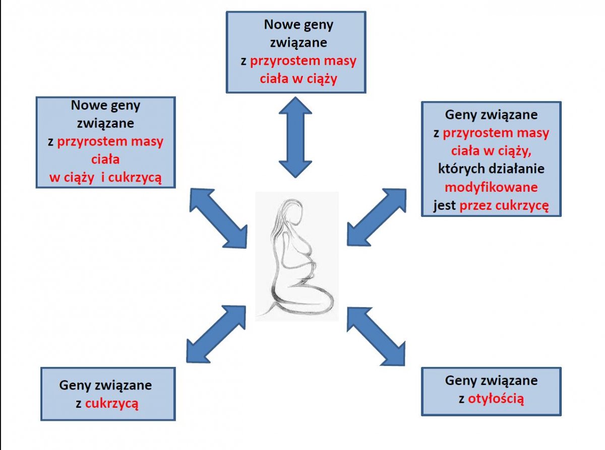 Warianty genowe odpowiedzialne za przyrost masy ciała u kobiet w ciąży w populacji ogólnej oraz u chorych na cukrzycę typu 1 Wykres przedstawiający warianty genowe odpowiedzialne za przyrost masy ciała u kobiet w ciąży w populacji ogólnej oraz u chorych na cukrzycę typu 1. W centrum znajduje się stylizowana figura kobieta w ciąży. W jej stronę skierowane jest pięć strzałek. Przy każdej ze strzałek wymieniono jeden z wariantów genowych. Są to: nowe geny związane z przyrostem masy ciała w ciąży, geny związane z przyrostem masy ciała w ciąży, których działanie modyfikowane jest przez cukrzycę, geny związane z otyłością, geny związane z cukrzycą, nowe geny związane z przyrostem masy ciała w ciąży i cukrzycą.
