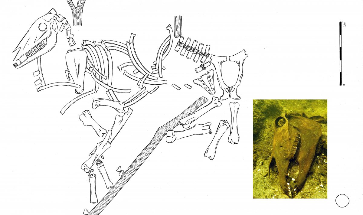 Rysunek szkielet konia i zdjęcie czaszki w toni jeziora Zarańsko (rycina B. Kowalewska, zdjęcie P. Białowicz)