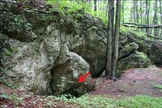 Las i wejście do jaskini Żarskiej