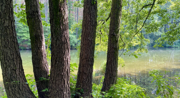 trees