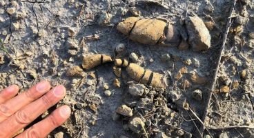 Bromality roślinożernych dinozaurów odkryte w Świętokrzyskiem (fot. Grzegorz Niedźwiedzki)