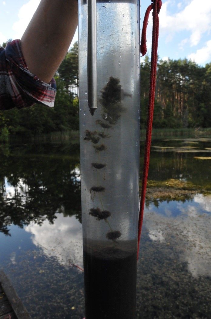 During fieldwork, we also collect lake deposits. In this case, we collected a core sample from a small forest lake in Bory Tucholskie, with Chara algae growing on the lake bed (photo by Słowiński, M.). 